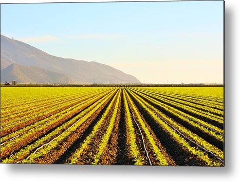 California Metal Print featuring the photograph Cali Grows by Jody Lane