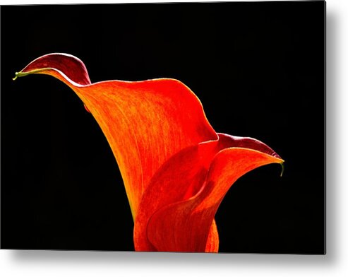 Calla Metal Print featuring the photograph Calla Lily High Contrast by Scott Lyons