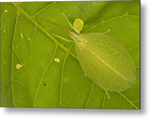 496641 Metal Print featuring the photograph Camouflaged Katydid Gorongosa Mozambique by Piotr Naskrecki