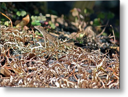Nature Metal Print featuring the photograph Camouflaged Lizard by Cyril Maza