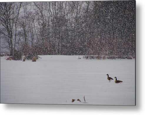 Canada Geese Metal Print featuring the photograph Canada Geese During a Snowfall by Beth Venner