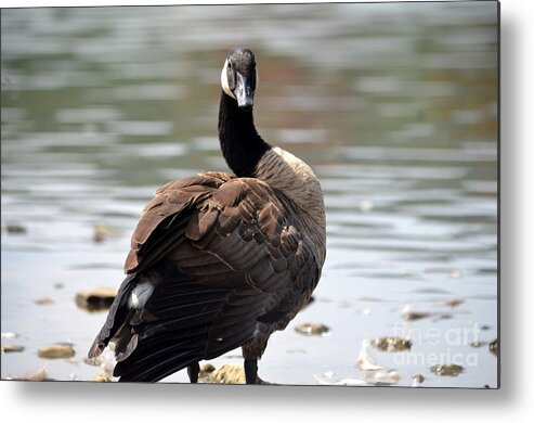 Canadian Beauty 2014 Metal Print featuring the photograph Canadian Beauty 2014 by Maria Urso