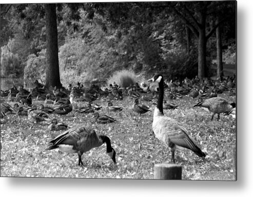 Canadian Geese Photo Metal Print featuring the photograph Canadian Geese by Bob Pardue