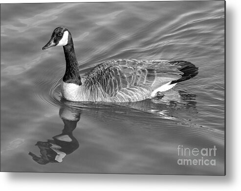 Nature Metal Print featuring the photograph Canadian Goose by Bernd Laeschke