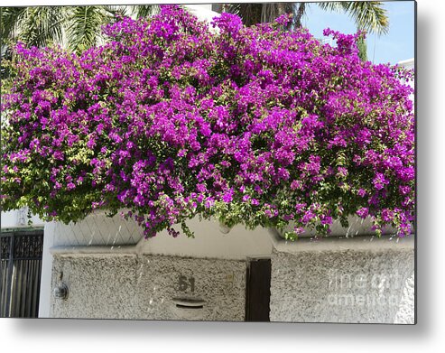 Mexico Metal Print featuring the photograph Cancun Bougainvillea Mexico by John Mitchell