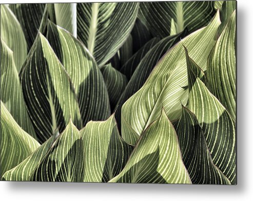 Canna Metal Print featuring the photograph Canna Lilies by Jason Politte