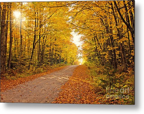 Fall Foliage Metal Print featuring the photograph Canopy of Fall by Gwen Gibson