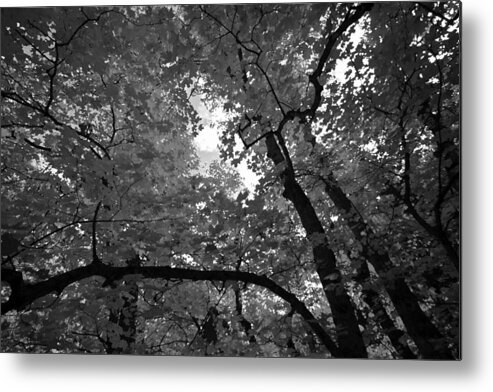 Black And White Metal Print featuring the photograph Canopy by Tom Kelly