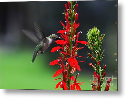 Ruby Throated Hummingbird Metal Print featuring the photograph Can't Get Enough by Judy Wolinsky