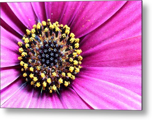 Bloom Metal Print featuring the photograph Cape Daisy close up by Paul Fell