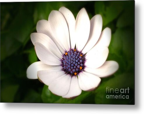 Flowers Metal Print featuring the photograph Cape Daisy by Scott Cameron