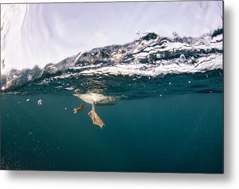 Feb0514 Metal Print featuring the photograph Cape Gannet Feet Underwater South Africa by Pete Oxford