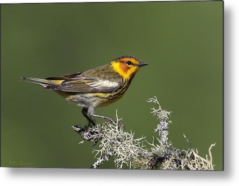 Cape May Metal Print featuring the photograph Cape May Warbler profile by Daniel Behm