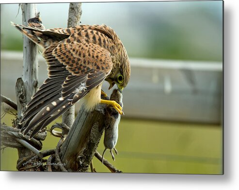 Captured Metal Print featuring the photograph Captured by Torbjorn Swenelius