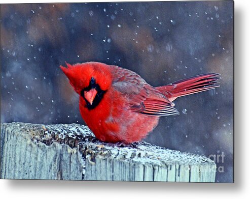Bird Metal Print featuring the photograph Cardinal in the Snow by Rodney Campbell