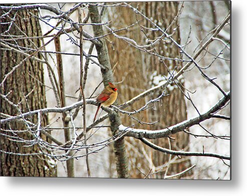 Bird Metal Print featuring the photograph Cardinal in Winter by Aimee L Maher ALM GALLERY