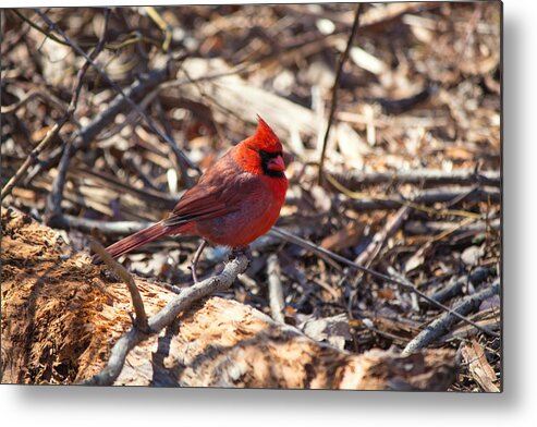 Cardinal Metal Print featuring the photograph Cardinal Long Island NY by Susan Jensen