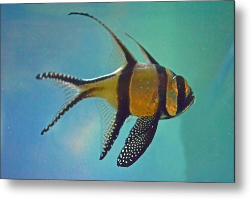 Cardinal Metal Print featuring the photograph Cardinalfish by Sandi OReilly