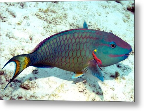 Nature Metal Print featuring the photograph Caribbean Stoplight Parrot Fish in Rainbow Colors by Amy McDaniel