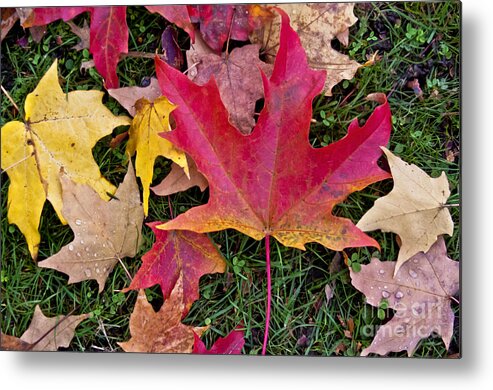 Autumn Metal Print featuring the photograph Carpet of Colour by Maria Janicki