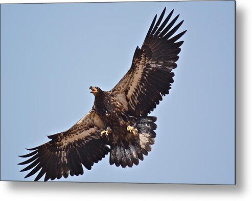Birds Metal Print featuring the photograph Casitas Eagles Six by Diana Hatcher