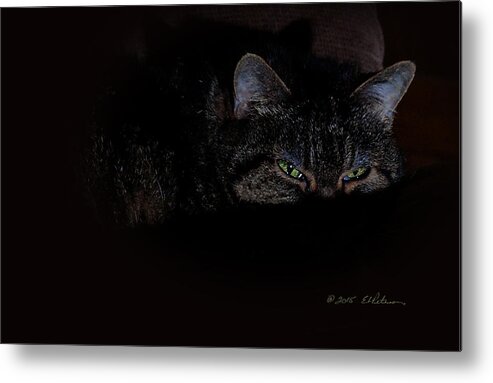 Cat Metal Print featuring the photograph Cat Eyes by Ed Peterson