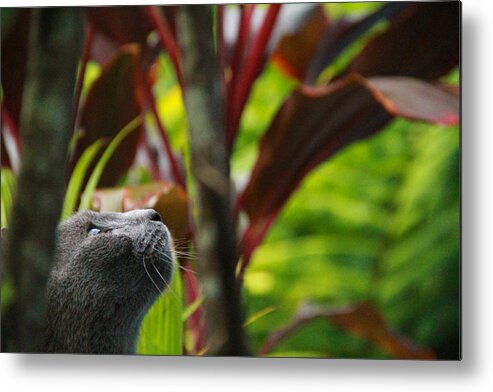 Concentration Metal Print featuring the photograph Cat Hunting by Debbie Cundy