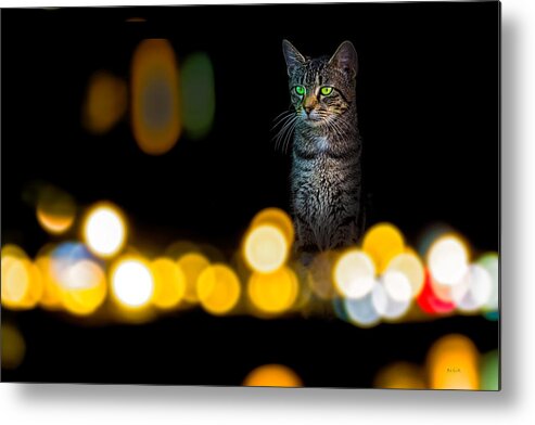 Cat Metal Print featuring the photograph Cat In The Window Color Version by Bob Orsillo