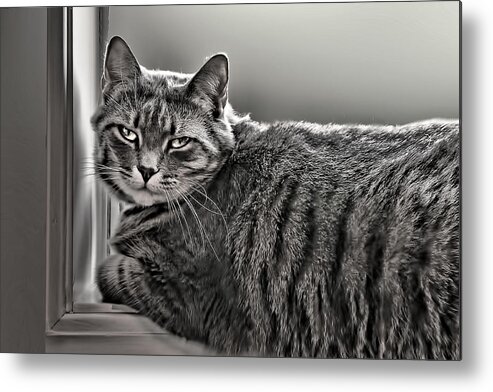 Animal Metal Print featuring the photograph Cat in Window by Maria Coulson