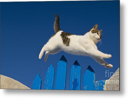 Cat Metal Print featuring the photograph Cat Jumping A Gate by Jean-Louis Klein and Marie-Luce Hubert