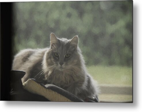 Cat Metal Print featuring the photograph Cat n Saddle by Jody Lovejoy
