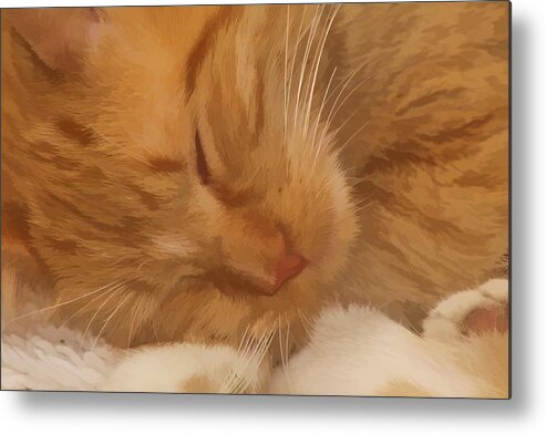 Cat. Yellow Metal Print featuring the photograph Cat Nap by Audreen Gieger