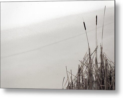 Winter Metal Print featuring the photograph Cat Tails in Winter by Jim Vance