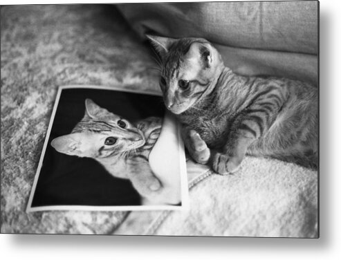 Feline Metal Print featuring the photograph Cat Vanity by Ray Congrove