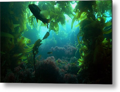  Kelp Metal Print featuring the photograph Catalina Kelp Forest by Darren Bradley