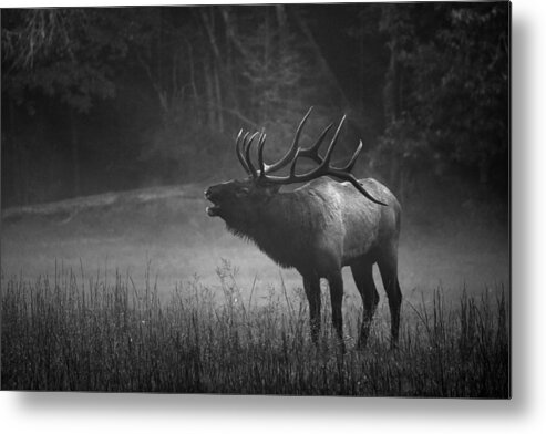 Carol R Montoya Metal Print featuring the photograph Cataloochee Bull Elk by Carol Montoya