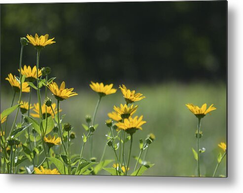 Yellow Flowers Metal Print featuring the photograph Catching the Sun by Forest Floor Photography