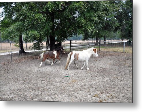 Double Metal Print featuring the photograph Catching Up by Kim Clark