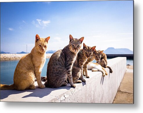 Clear Sky Metal Print featuring the photograph Cats Sitting On The Bulwark by Marser