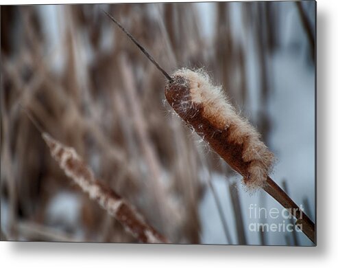 Cattail Metal Print featuring the photograph Cattails by Bianca Nadeau