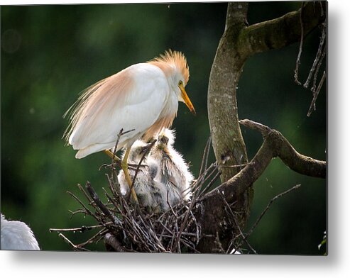 Egret Metal Print featuring the photograph Cattle Egret Tending Her Nest by Gregory Daley MPSA