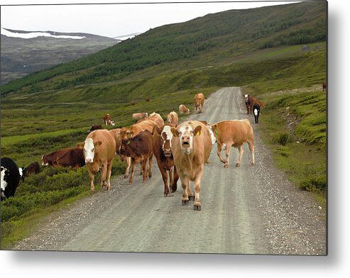 Non-urban Scene Metal Print featuring the photograph Cattle In The Mountains by Ekely