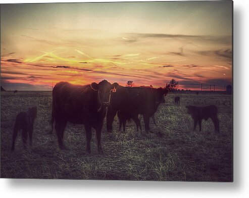 Ranching Metal Print featuring the photograph Cattle Sunset by Thomas Zimmerman