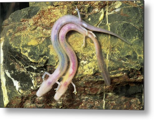 Proteus Anguinus Metal Print featuring the photograph Cave Salamanders by Philippe Psaila/science Photo Library