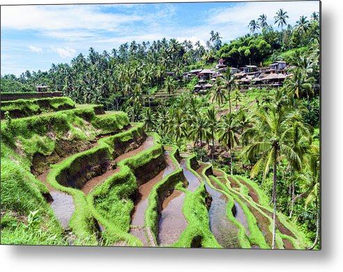 Tranquility Metal Print featuring the photograph Ceking Rice Terraces, Ubud, Bali by John Harper