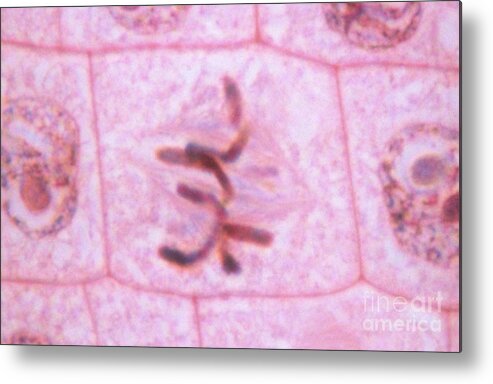 Micrograph Metal Print featuring the photograph Cell Division Metaphase by Kent Wood