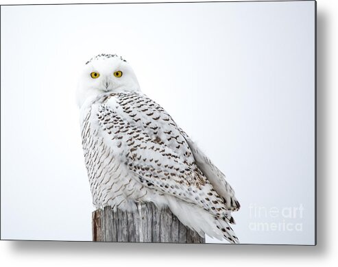 Field Metal Print featuring the photograph Centered Snowy Owl by Cheryl Baxter