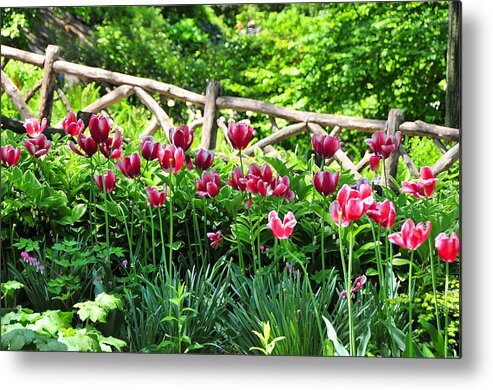 Tulips Metal Print featuring the photograph Central Park Tulips by Mike Martin