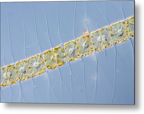 Aquatic Metal Print featuring the photograph Chaetoceros Diatom by Gerd Guenther