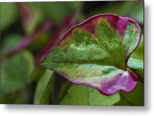 Leaf Metal Print featuring the photograph Chameleon Plant by Caitlyn Grasso